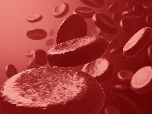 Red blood cells, artwork F007  /  0033