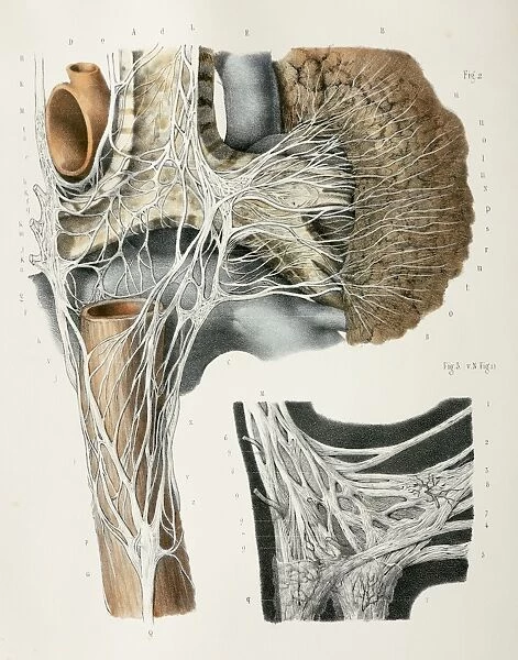 Respiratory nerves, 1844 artwork
