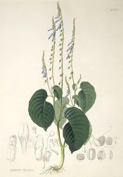 Rhynchoglossum obliquum, artwork C016  /  5646