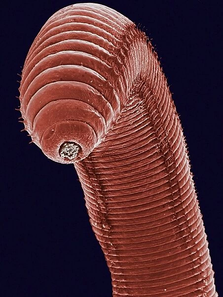 SEM of earthworm