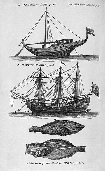 Ships and fish from the Red Sea, artwork