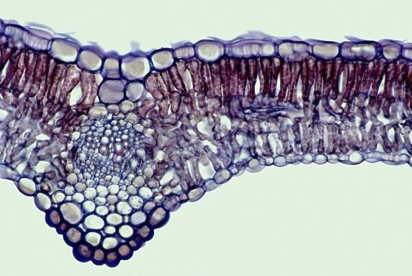 St Johns wort leaf, light micrograph