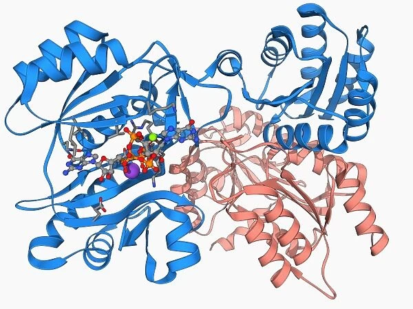 Succinyl-CoA synthetase enzyme F006  /  9592