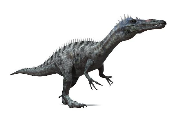 Suchomimus dinosaur, artwork
