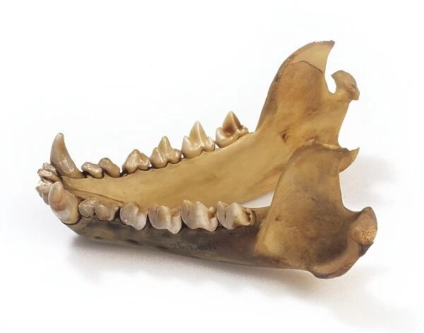 Tasmanian devil jaw C016  /  5709