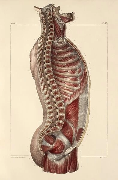 Trunk muscle anatomy, 1831 artwork