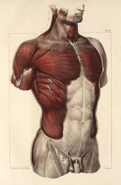 Trunk musculature, 1831 artwork