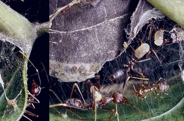 Weaver ants building a nest C013  /  7061