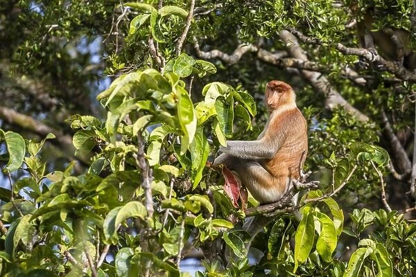 Adult male proboscis monkey (Nasalis larvatus), endemic to Borneo, Tanjung Puting National Park