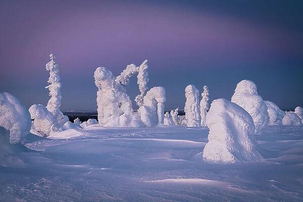 Ice sculptures at dusk, Riisitunturi National Park, Posio, Lapland, Finland