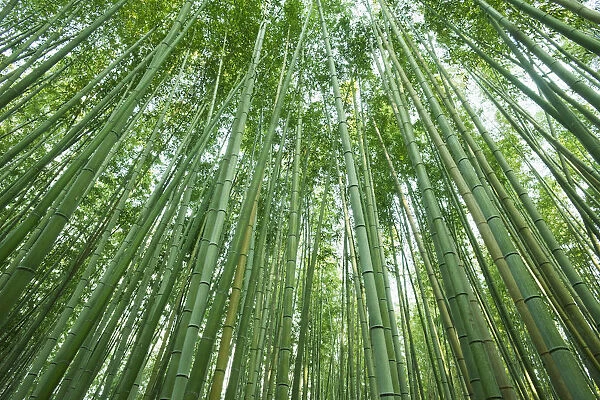 Japan, Kyoto, Arashiyama, The Bamboo Forest