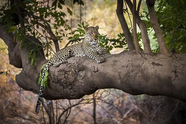 Leopard lying on tree branch, South Luangwa National Park, Zambia