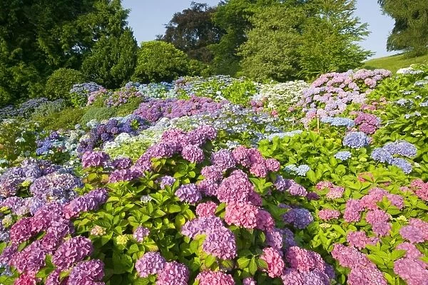 The National collection of Hydrangeas in Holehird Gardens Windermere Cumbria UK