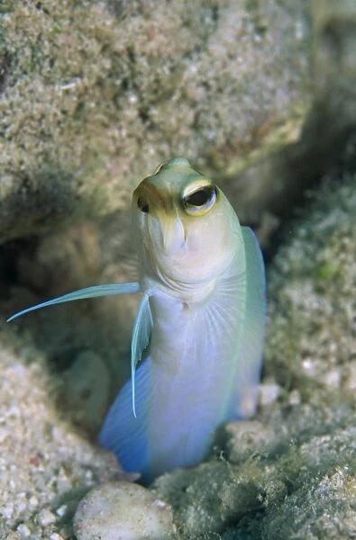 Yellow head jawfish (Opistognattus aurifrons), retreating into hole with head and fins exposed, Cayman Islands
