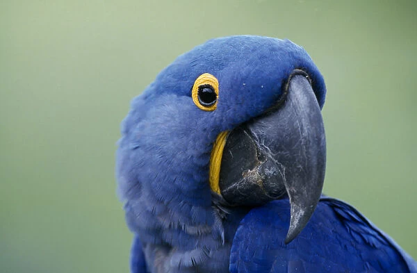 10129084. BRAZIL BIRD Portrait Beak Hyacinth Macaw Brasil
