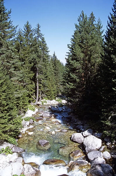 20084117. BULGARIA near Bansko River running through Pine Forest in Pirin Mountain range