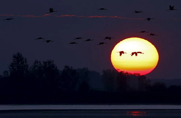 Cranes fly over the Great Plain of Hortobagy, Hungary