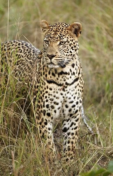African Leopard (Panthera pardus pardus) adult male, standing in grass, Sabi Sand Game Reserve, Greater Kruger N. P