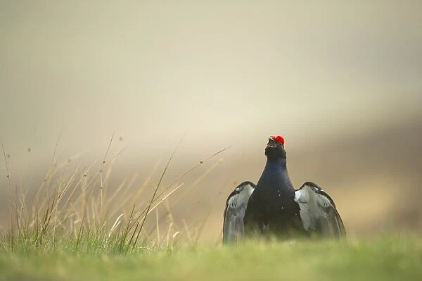 Black Grouse (Tetrao tetrix) adult male, displaying on open moorland at dawn, Scotland, april