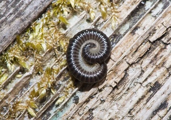 Black Millipede (Tachypodoiulus niger) adult, coiled in garden, Chipping, Lancashire, England, April