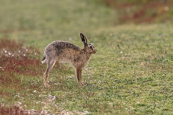Brown Hare stretching