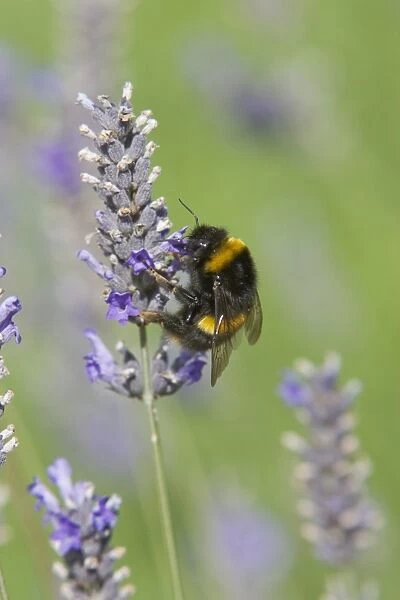 Buff-tailed Bumblebee (Bombus terrestris) adult, feeding on lavender flowers, Essex, England, august