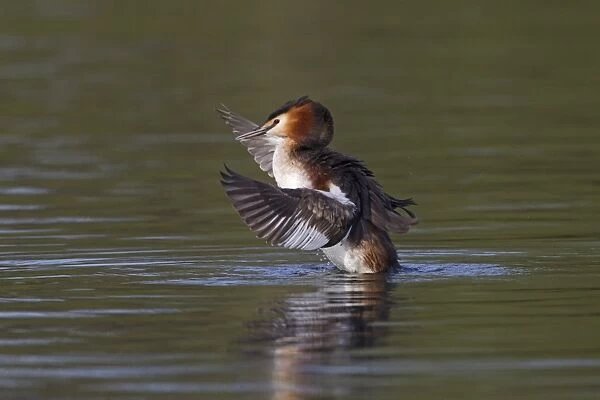 Great Crested Grebe (Podiceps cristatus) adult, wing stretching and flapping after preening on water, River Thames, Henley-on-Thames, Thames Valley, Oxfordshire, England, april