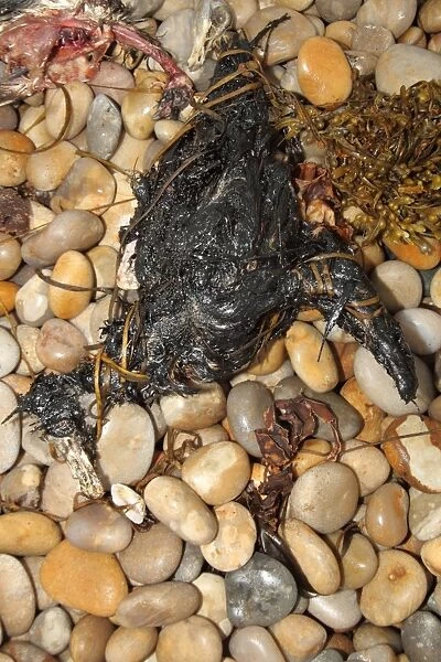 Northern Fulmar (Fulmaris glacialis) dead, oiled carcass washed up on shingle beach, Chesil Beach, Dorset, England, july
