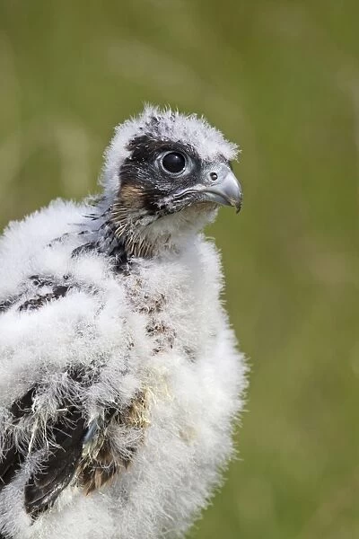 Peregrine Falcon (Falco peregrinus) three-four week old chick, close-up of head and chest, july (captive)