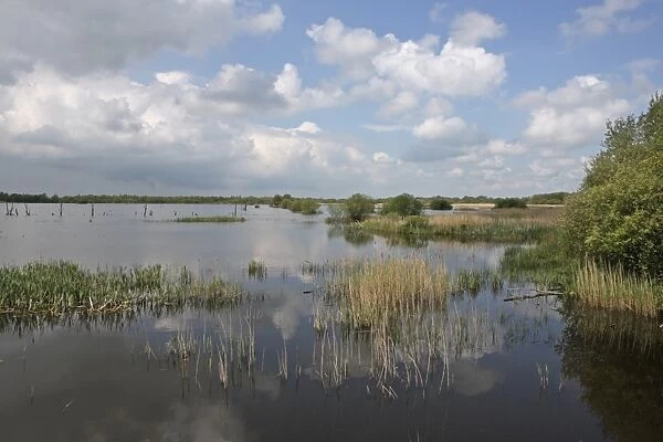 View of wetland habitat in nature reserve, viewed from Noahs Hide, part of Brue Valley Living Landscape landscape scale