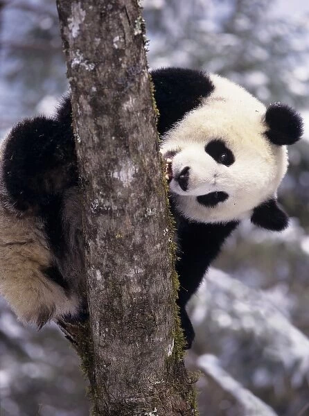 Asia, China, Sichuan Province. Giant Panda in winter snow at Wolong Nature Reserve