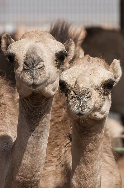 Camels at the Camel market in Al Ain near Dubai, United Arab Emirates (UAE)