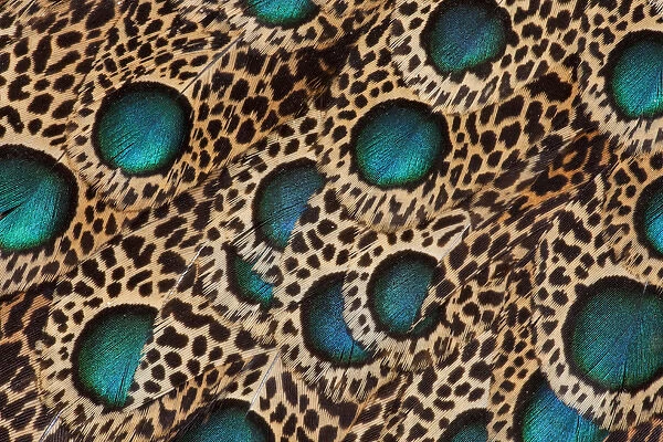 Feather design of the Malay Peacock Pheasant