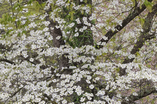 Flowering dogwood, Kentucky