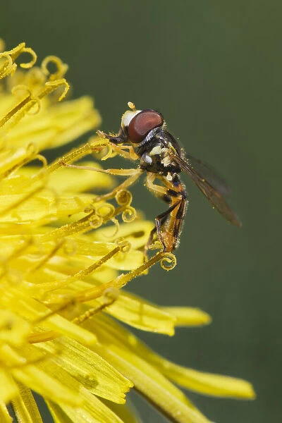 Hover fly on yellow dandelion flower, Kentucky