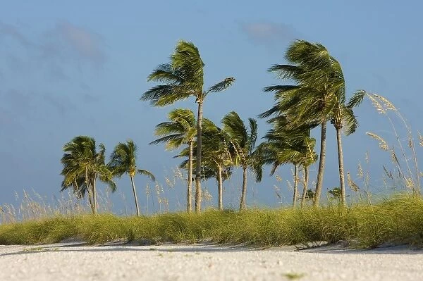 Palms, sea oats on beach, Captiva Island, FL