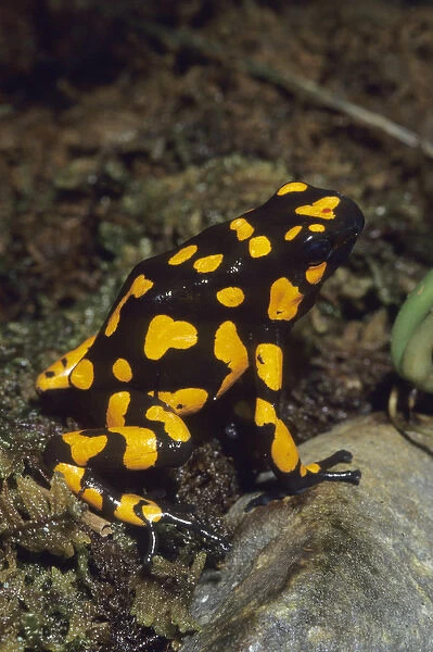 Poison Dart Frog, (Dendrobates histrionicus), South America