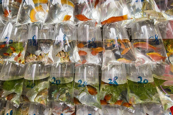 Tung Choi Street Goldfish Market, Mongkok, Kowloon, Hong Kong, China