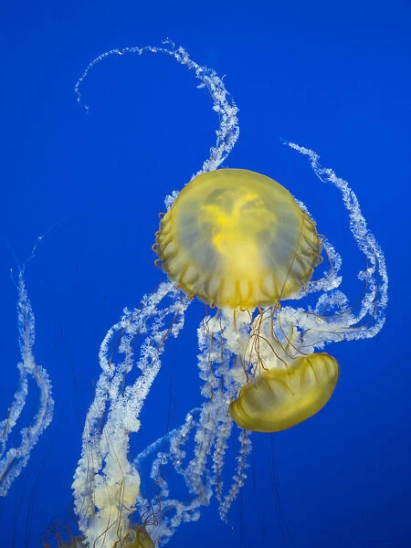 USA, Washington State, Tacoma, Point Defiance Zoo. Jellyfish in tank