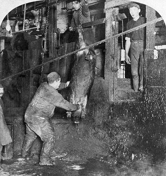CHICAGO: MEATPACKING. Factory workers sticking hogs at the Armour and Company meatpacking house