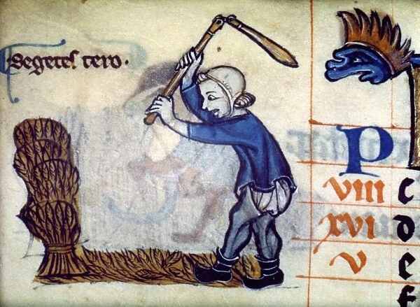 ENGLAND: THRESHING WHEAT. Threshing wheat with a flail. English manuscript illumination