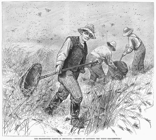 GRASSHOPPER PLAGUE, 1888. Capturing young grasshoppers in Minnesota. Wood engraving, American, 1888