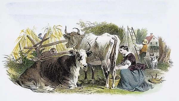 MILKING COWS, c1870. 19th century American farm scene: steel engraving, c1870