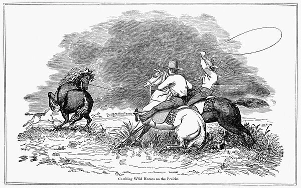 TEXAS COWBOYS, c1850. Texas cowboys catching mustangs. Wood engraving, c1850