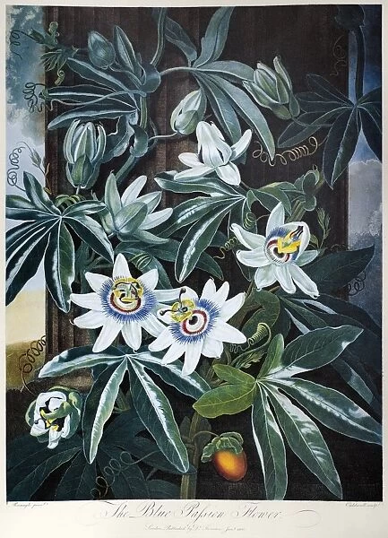 THORNTON: PASSION-FLOWER. The Blue Passion-Flower (Passiflora caerulea L. ). Engraving by Caldwall after a painting by Philip Reinagle for The Temple of Flora, by British botanist Robert John Thornton, 1800