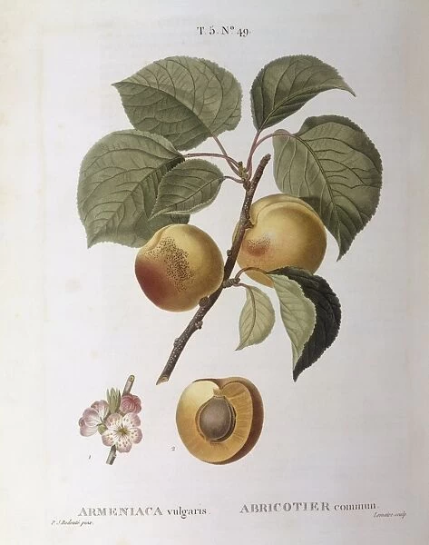 Apricot (Armeniaca vulgaris or Prunus armeniaca), Henry Louis Duhamel du Monceau, botanical plate by Pierre Joseph Redoute