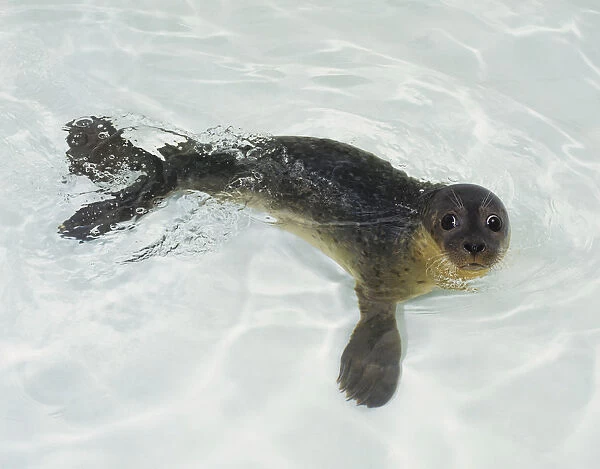 Baby seal swimming, looking up