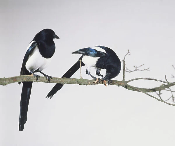 Two Black-billed Magpies, Picca pica, sitting on a branch, one chewing a scrap held