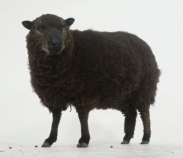 Black sheep standing in profile