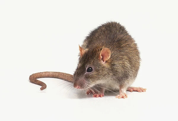 Brown mouse (Mus musculus), front view